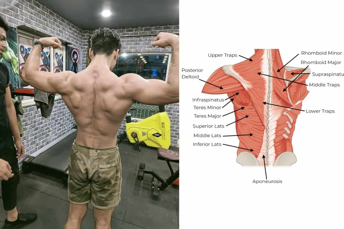 The Back Anatomy For Bodybuilding