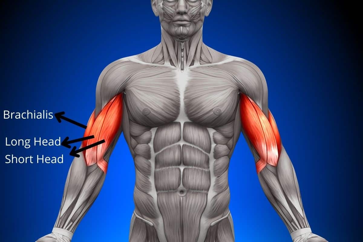 Biceps Anatomy