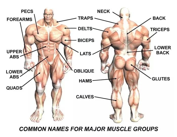 20 Best Dumbbell Leg Exercises for Strength and Mass DUMBBELL LEG WORKOUT: ANATOMY OF LEG MUSCLES FOR BODYBUILDING.