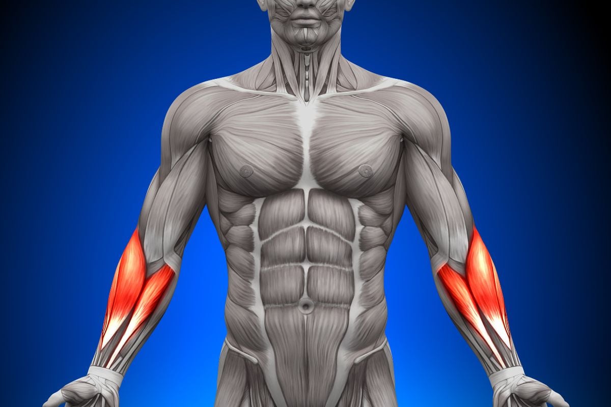 Forearm Muscles