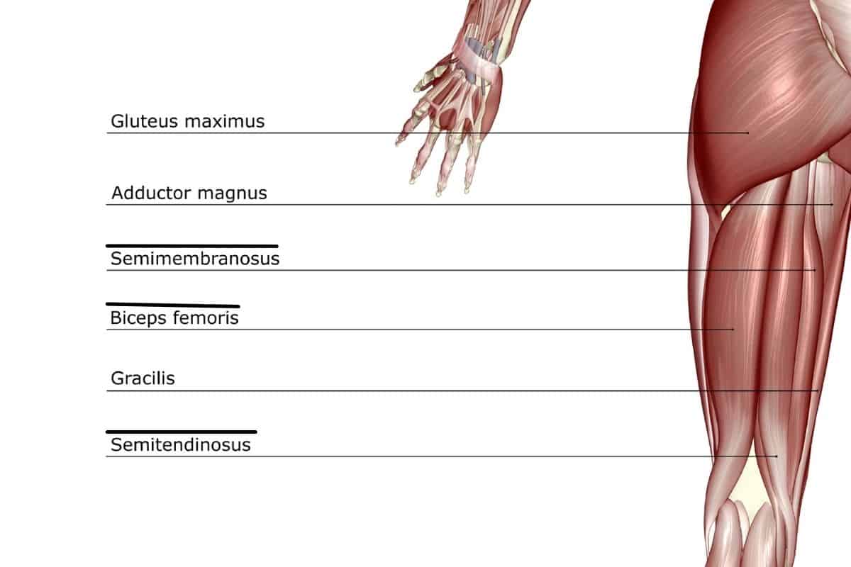 Hamstring Muscles