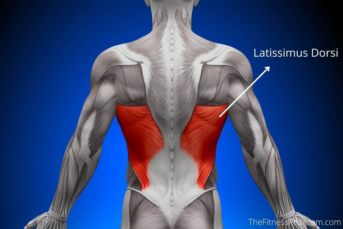 Latissimus Dorsi muscle