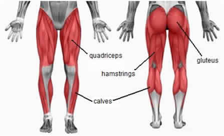 Leg Muscles 