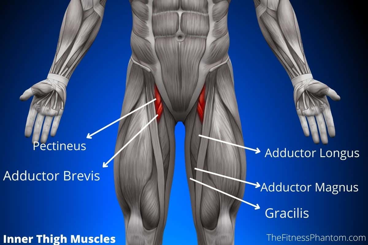 5 Best Dumbbell Exercises for Inner Thighs (Adductors) Inner Thigh Muscles and The Best Exercises to Strengthen Them