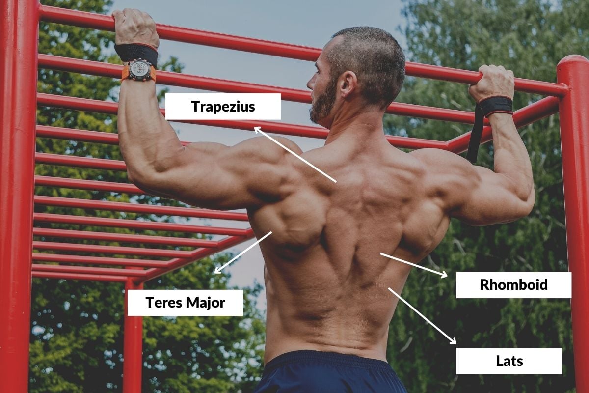 Calisthenics Back Workout (12 Best Exercises) Muscles of the Back