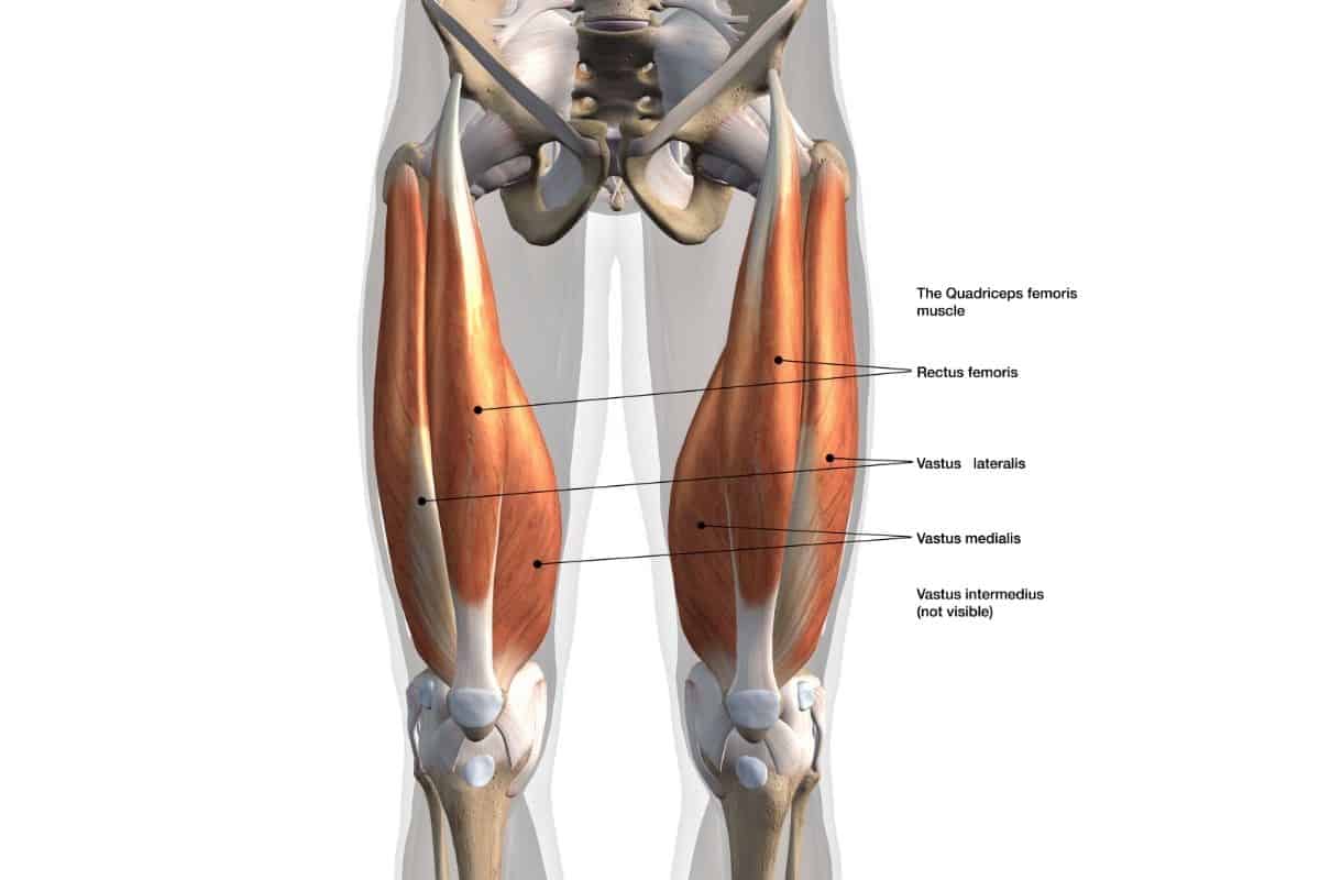 Quad muscle anatomy