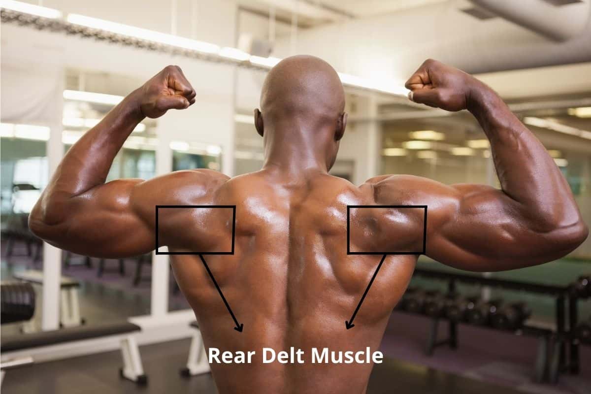 Rear Deltoid Muscle