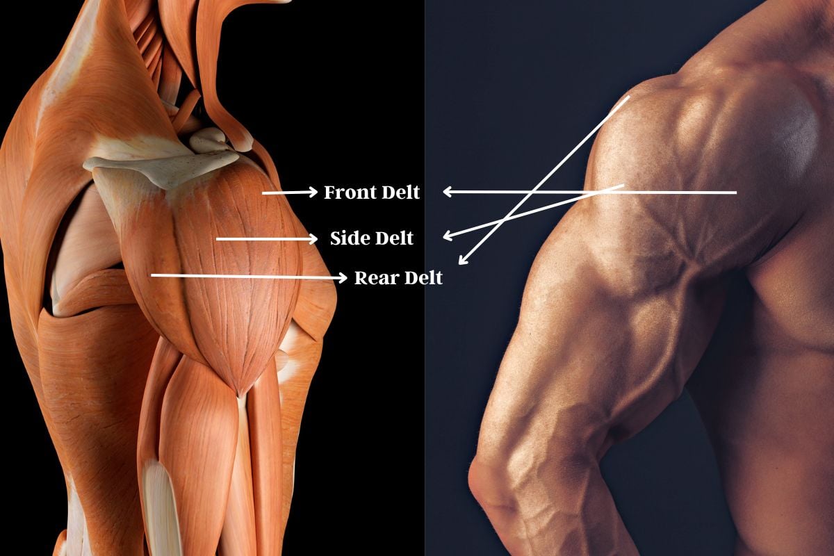 10 Best Bodyweight Shoulder Exercises to Sculpt Your Delts Shoulder Anatomy