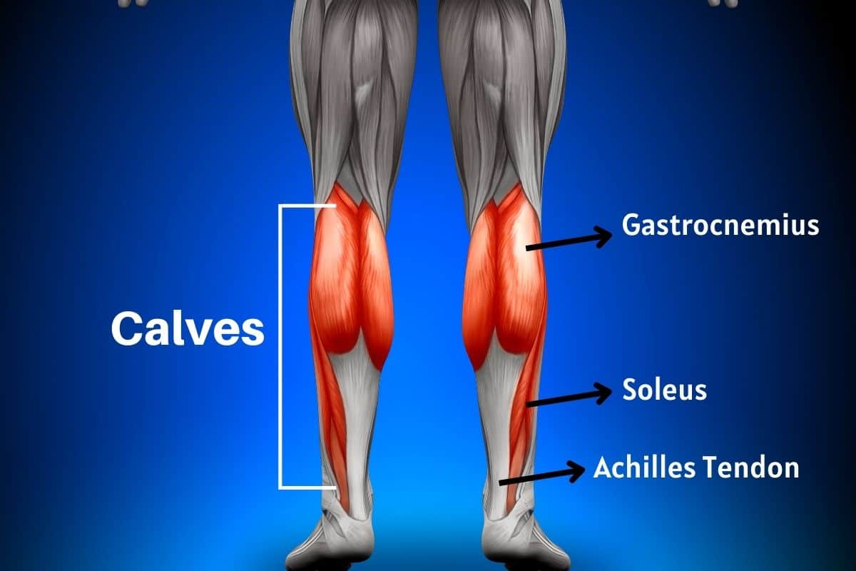 The Anatomy of Calf Muscles
