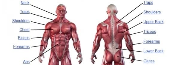 25 Push-Pull Upper Body Strength Exercises for Mass Growth upper body muscle anatomy